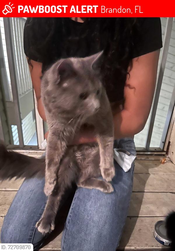 Lost Male Cat last seen Lake Parsons , Brandon, FL 33511