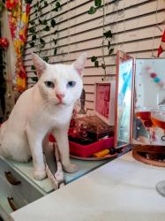 Lost Male Cat last seen Hawk and Fir St Pharr, TX, Pharr, TX 78577