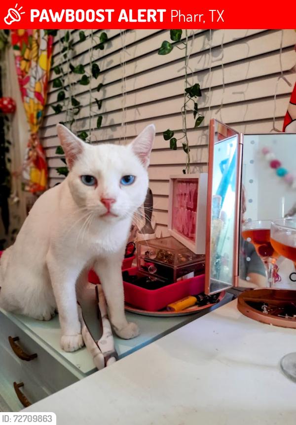 Lost Male Cat last seen Hawk and Fir St Pharr, TX, Pharr, TX 78577