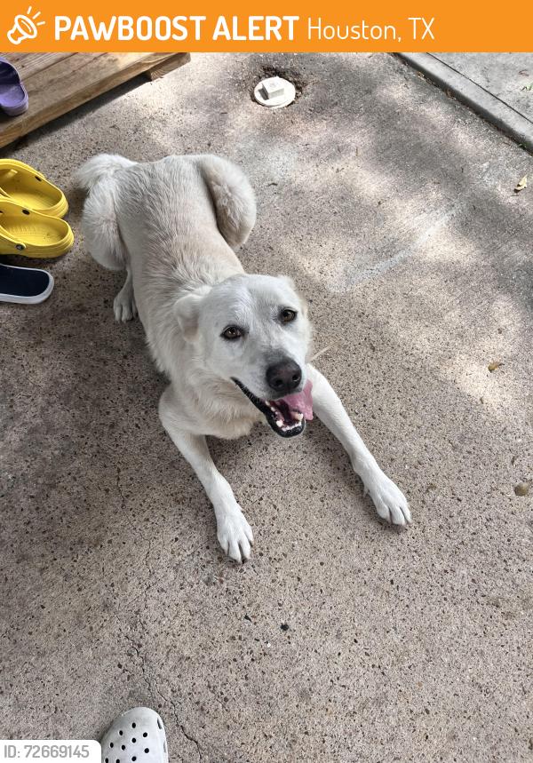 Found/Stray Female Dog last seen Windfern rd, Houston, TX 77040