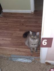 Lost Male Cat last seen Benfield Ave. New Bern 28562, New Bern, NC 28562