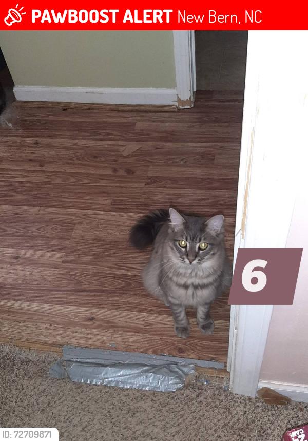 Lost Male Cat last seen Benfield Ave. New Bern 28562, New Bern, NC 28562