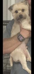 Lost Male Dog last seen Close to Mud Creek Baptist church, Hendersonville, NC 28739
