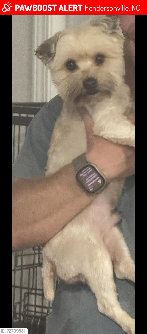 Lost Male Dog last seen Close to Mud Creek Baptist church, Hendersonville, NC 28739