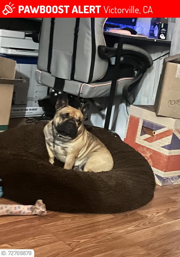Lost Female Dog last seen Mariposa Rd Victor Villa mobile  park, Victorville, CA 92395