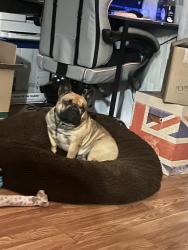 Lost Female Dog last seen Mariposa Rd Victor Villa mobile  park, Victorville, CA 92395