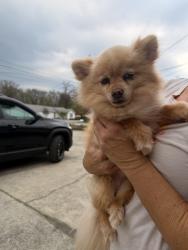 Found/Stray Female Dog last seen Gunbarrel road, Chattanooga, TN 37421