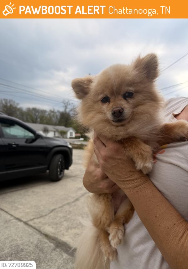 Found/Stray Female Dog last seen Gunbarrel road, Chattanooga, TN 37421