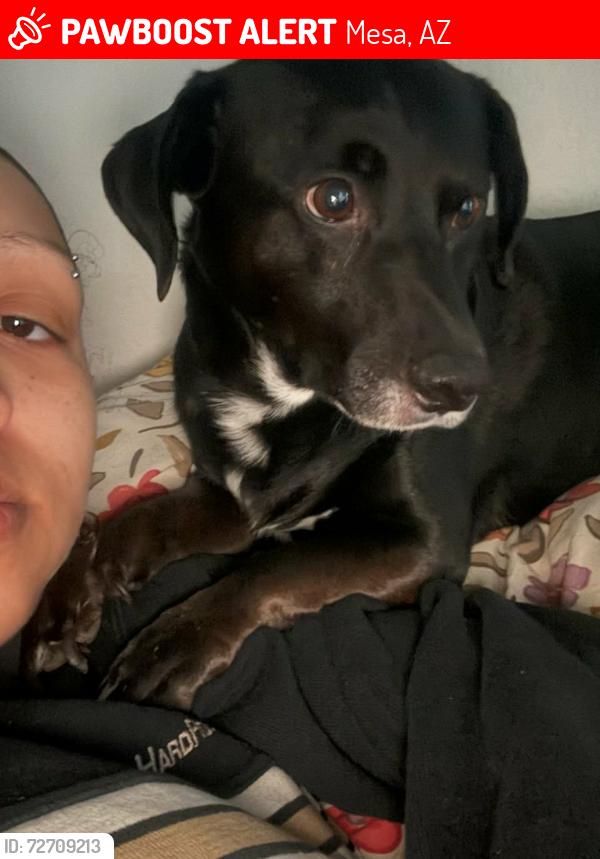 Lost Male Dog last seen Country club and University , Mesa, AZ 85201