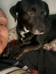 Lost Male Dog last seen Country club and University , Mesa, AZ 85201