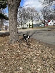 Found/Stray Male Dog last seen Near Frogtown Park and community garden, Minneapolis, MN 55413