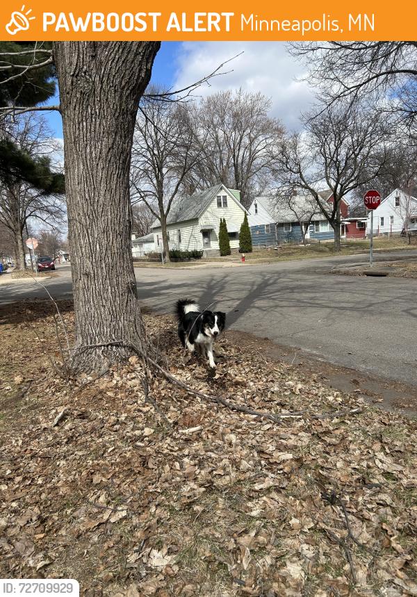 Found/Stray Male Dog last seen Near Frogtown Park and community garden, Minneapolis, MN 55413
