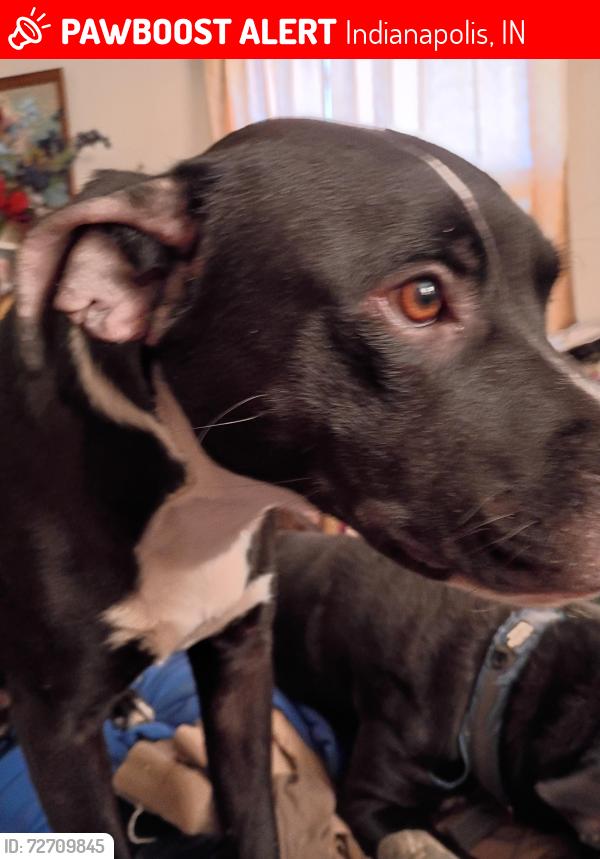 Lost Male Dog last seen 30th Street an Arlington, Indianapolis, IN 46218