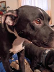 Lost Male Dog last seen 30th Street an Arlington, Indianapolis, IN 46218