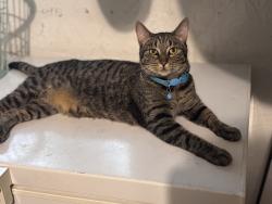 Lost Male Cat last seen Okeechobee blvd, Royal Palm Beach, FL 33411