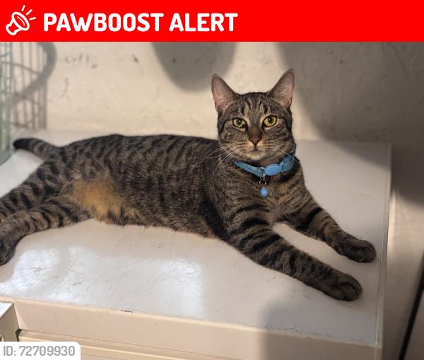 Lost Male Cat last seen Okeechobee blvd, Royal Palm Beach, FL 33411