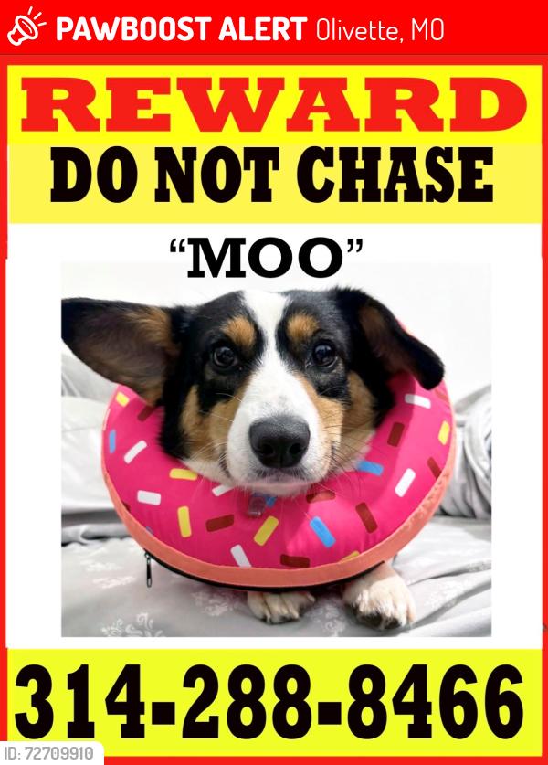 Lost Female Dog last seen Villa Park, Olivette, MO 63132