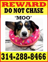 Lost Female Dog last seen Villa Park, Olivette, MO 63132