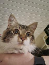 Found/Stray Unknown Cat last seen near Woodruff and Feaster/Verdin, Greenville County, SC 29615