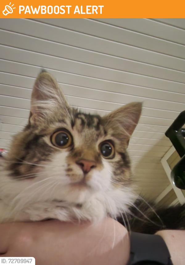 Found/Stray Unknown Cat last seen near Woodruff and Feaster/Verdin, Greenville County, SC 29615