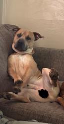 Lost Male Dog last seen Star Valley mini market, Roanoke, VA 24013