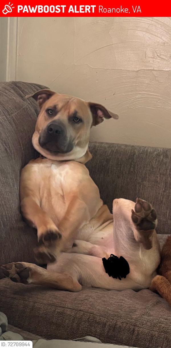 Lost Male Dog last seen Star Valley mini market, Roanoke, VA 24013