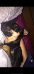 Lost Female Dog last seen Olivehurst, Marysville, CA 95901