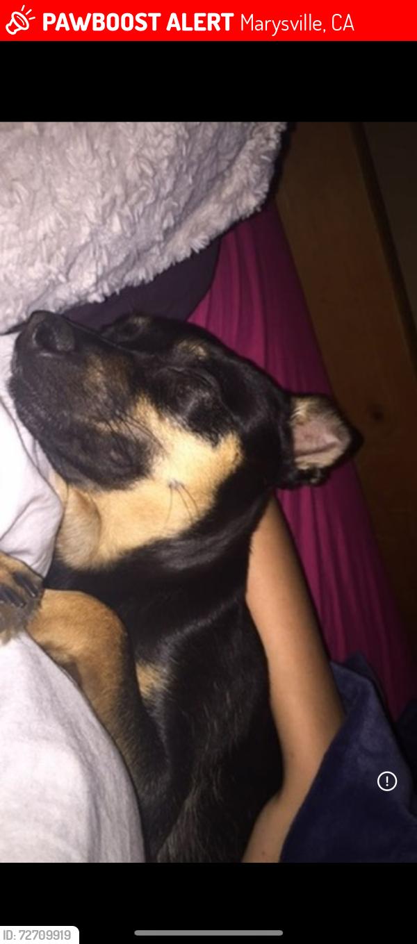 Lost Female Dog last seen Olivehurst, Marysville, CA 95901