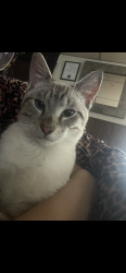 Lost Male Cat last seen St. john Ave & N Denver Ave, Kansas City, MO 64123