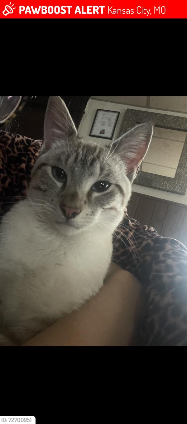 Lost Male Cat last seen St. john Ave & N Denver Ave, Kansas City, MO 64123