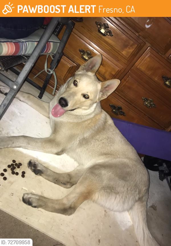 Found/Stray Male Dog last seen Shaw and marks, Fresno, CA 93711