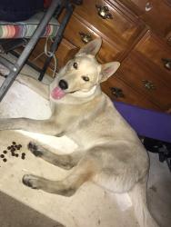 Found/Stray Male Dog last seen Shaw and marks, Fresno, CA 93711