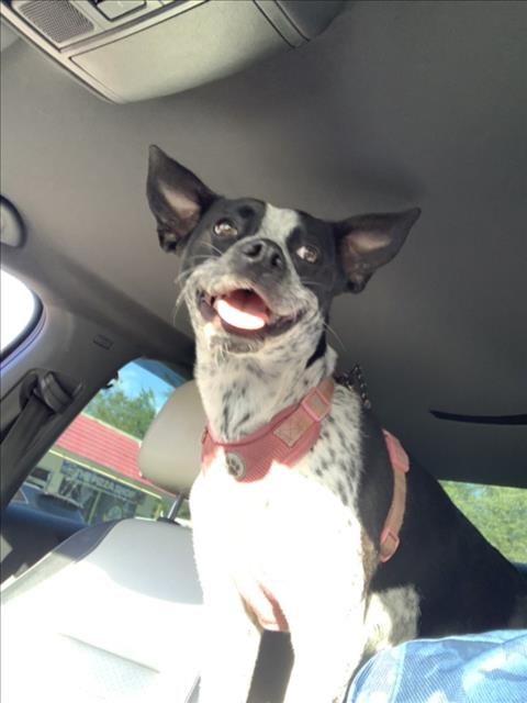 Shelter Stray Unknown Dog last seen OLD 441 NEAR GUN STORE MOUNT DORA, Deer Island, FL 32778