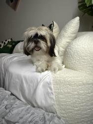 Lost Female Dog last seen The resort  , Stafford, TX 77477