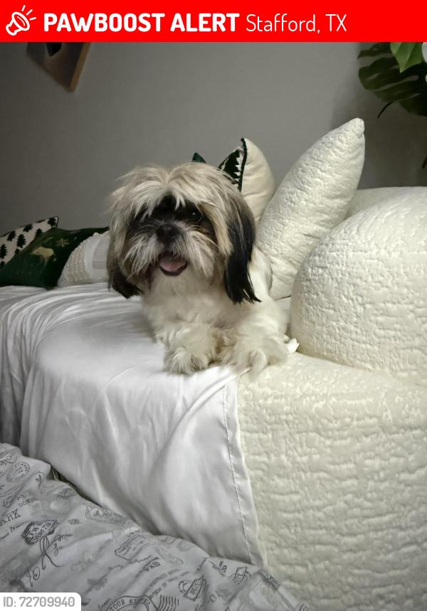 Lost Female Dog last seen The resort  , Stafford, TX 77477