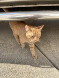 Found/Stray Male Cat last seen Near St Andrew’s golf course, Winston, GA 30187