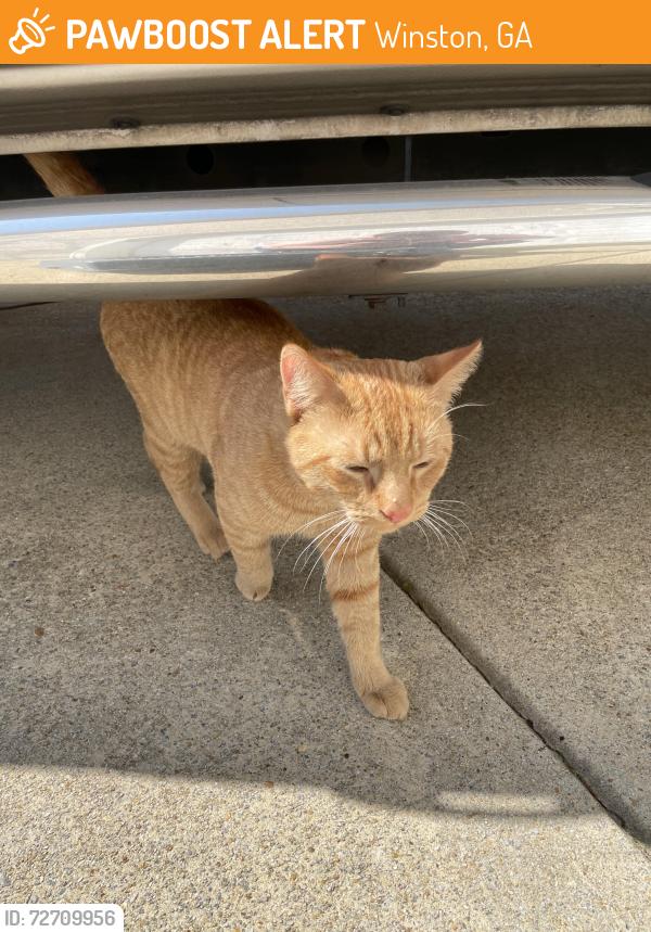 Found/Stray Male Cat last seen Near St Andrew’s golf course, Winston, GA 30187