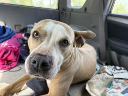 Found/Stray Female Dog last seen Close to watonga park , Houston, TX 77092