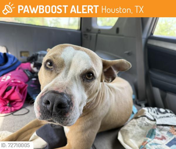 Found/Stray Female Dog last seen Close to watonga park , Houston, TX 77092