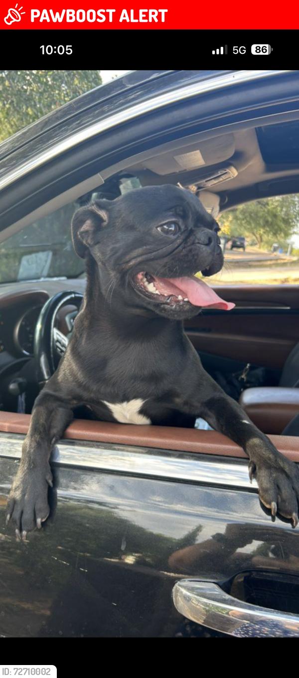 Lost Male Dog last seen Ironwood & broadway, Apache Junction, AZ 85120