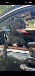 Lost Male Dog last seen Ironwood & broadway, Apache Junction, AZ 85120