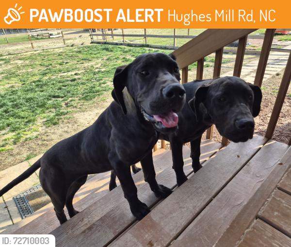 Found/Stray Female Dog last seen NC 62, Hughes Mill Rd, NC 27217