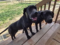 Found/Stray Female Dog last seen NC 62, Hughes Mill Rd, NC 27217