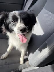 Found/Stray Female Dog last seen Rood Ave, Sacramento, CA 95838