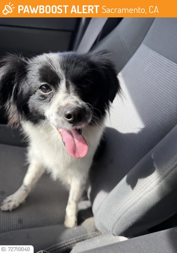 Found/Stray Female Dog last seen Rood Ave, Sacramento, CA 95838