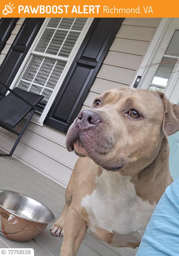 Found/Stray Female Dog last seen Willis united Methodist church, Richmond, VA 23231