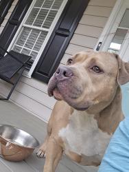 Found/Stray Female Dog last seen Willis united Methodist church, Richmond, VA 23231