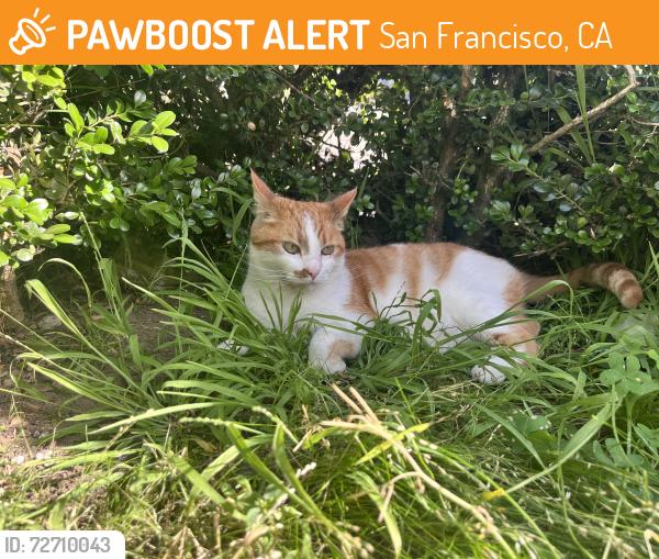 Found/Stray Unknown Cat last seen 10th and Balboa, San Francisco, CA 94118