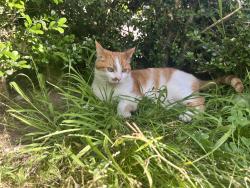 Found/Stray Unknown Cat last seen 10th and Balboa, San Francisco, CA 94118