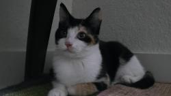 Found/Stray Female Cat last seen Stratford Rd near Buckhead MARTA station among high density cndmniums & apmts, Atlanta, GA 30326